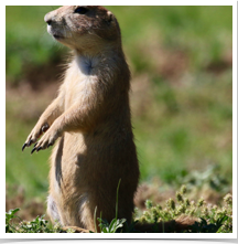 Prairie Dog - Standing